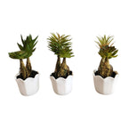 jpg_1500x1500_59726904