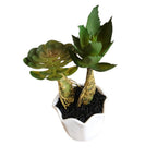 jpg_1500x1500_59726905